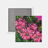 夏の庭 マグネット (正面/裏面)