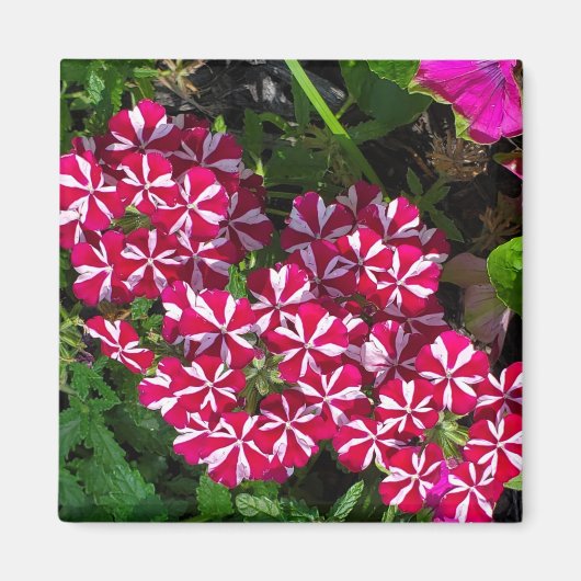 夏の庭 マグネット (正面)