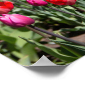 夏の日に赤いチューリップ ポスター (角)