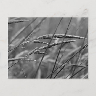 夏の日の夢 ポストカード