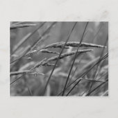 夏の日の夢 ポストカード (正面)