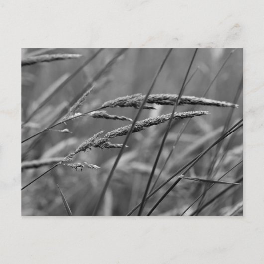 夏の日の夢 ポストカード