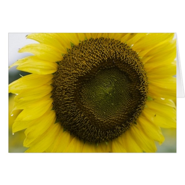 夏の日光 (正面横)