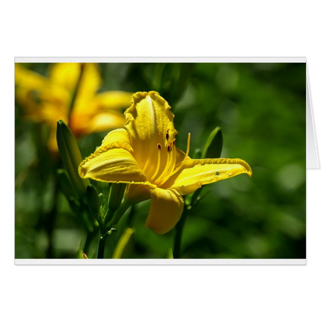 夏の日 (正面横)