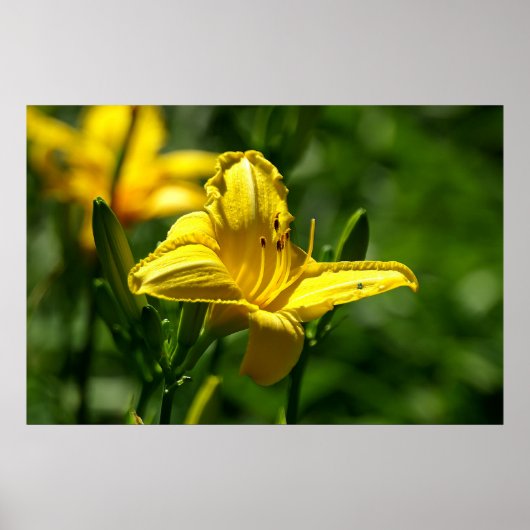 夏の日 ポスター (正面)