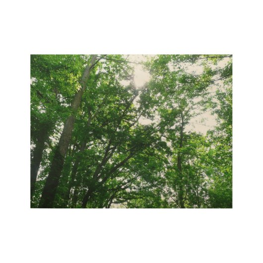 夏の木々を見上げる ウッドポスター (正面)