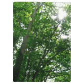 夏の木々を見上げる クリップボード (裏面)