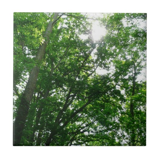 夏の木々を見上げる タイル (正面)