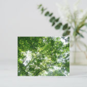 夏の木々を見上げる ポストカード (スタンド正面)