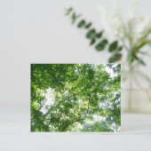 夏の木々を見上げる ポストカード (スタンド正面)