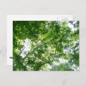 夏の木々を見上げる ポストカード (正面/裏面)