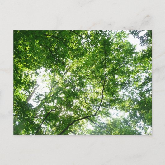 夏の木々を見上げる ポストカード (正面)