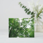 夏の木々を見上げる ポストカード (スタンド正面)