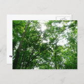 夏の木々を見上げる ポストカード (正面/裏面)