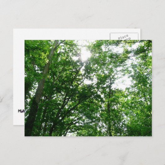 夏の木々を見上げる ポストカード (正面/裏面)