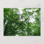 夏の木々を見上げる ポストカード (正面)