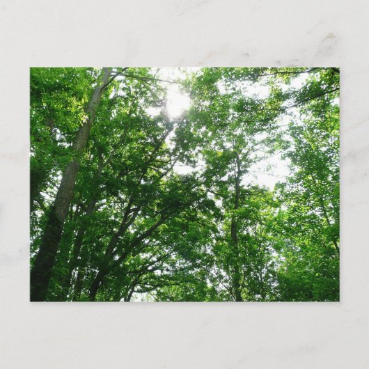 夏の木々を見上げる ポストカード (正面)