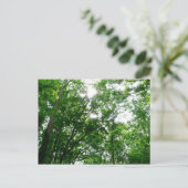 夏の木々を見上げる ポストカード (スタンド正面)