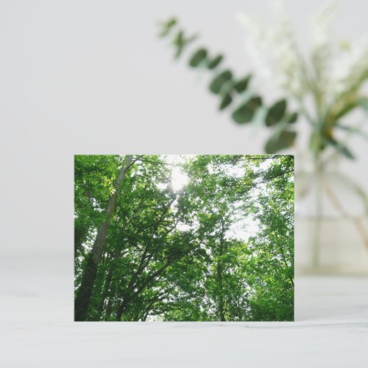 夏の木々を見上げる ポストカード (スタンド正面)