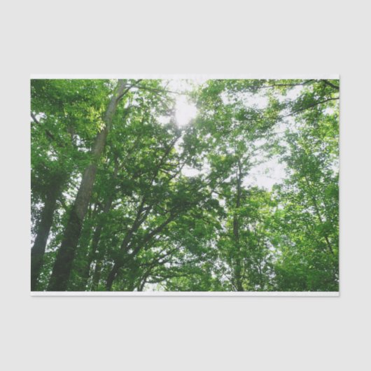 夏の木々を見上げる 薄葉紙 (正面)