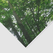 夏の木々を見上げる 薄葉紙 (詳細)