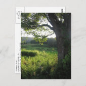 夏の木 ポストカード (正面/裏面)