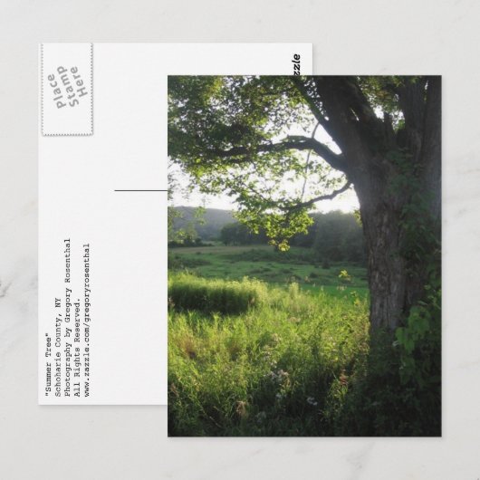 夏の木 ポストカード (正面/裏面)