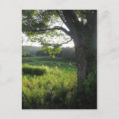 夏の木 ポストカード (正面)