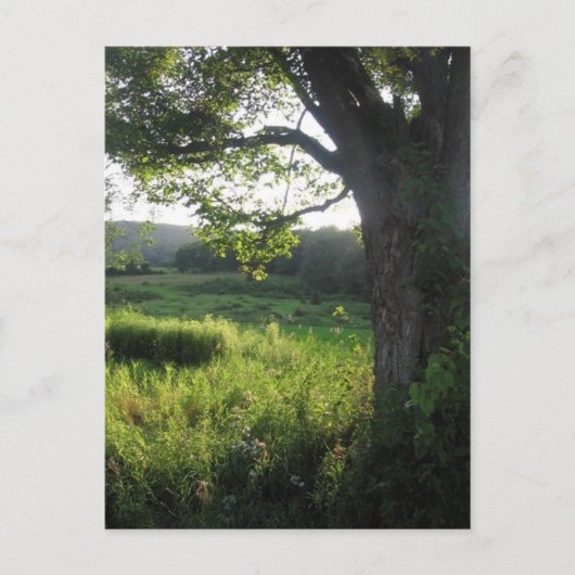 夏の木 ポストカード (正面)