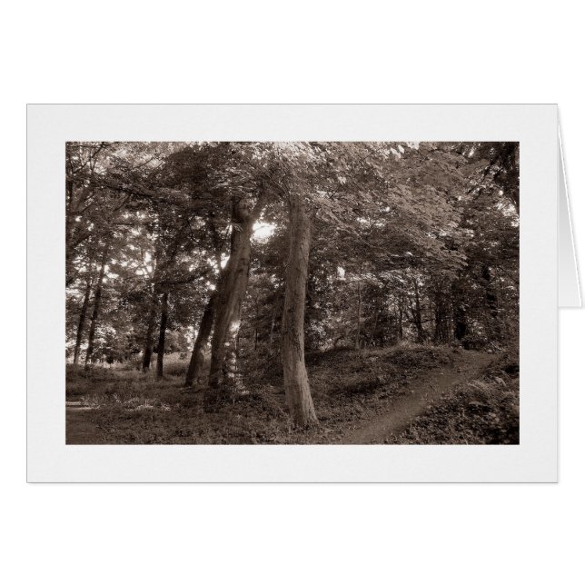 夏の森 – 暖かいトーン (正面横)