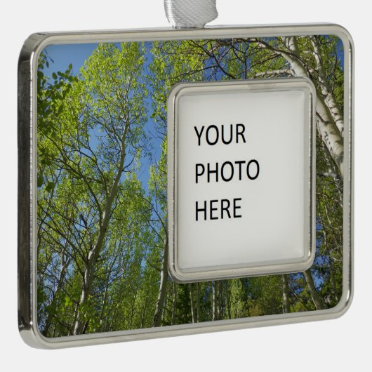 夏の樺の木の木アットロッキーマウンテン シルバープレートフレームオーナメント (右)