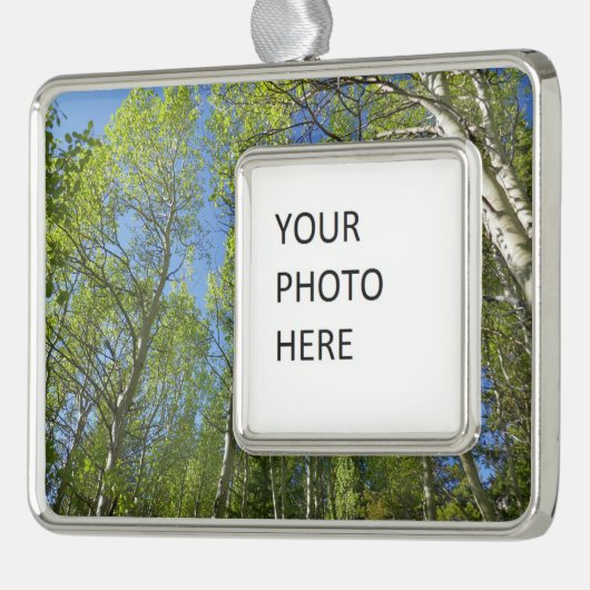 夏の樺の木の木アットロッキーマウンテン シルバープレートフレームオーナメント (左)