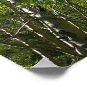 夏の樺の木の木アットロッキーマウンテン ポスター (角)