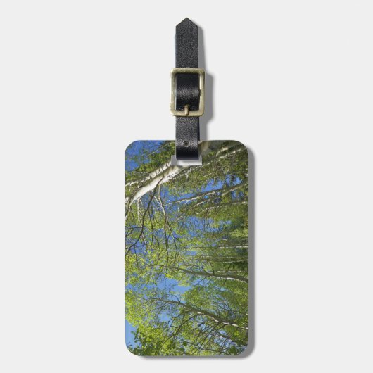 夏の樺の木の木アットロッキーマウンテン ラゲッジタグ (正面縦)