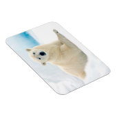 夏の氷の上に成虫のホッキョクグマの大きな猪 マグネット (右側)