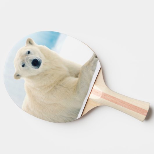 夏の氷の上に成虫のホッキョクグマの大きな猪 卓球ラケット (横)
