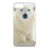 夏の氷の上に成虫のホッキョクグマの大きな猪 Case-Mate iPhoneケース (裏面)