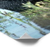 夏の湿地の黒いクマの子房 ポスター (角)