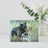 夏の湿地の黒いクマの子房 ポストカード (スタンド正面)