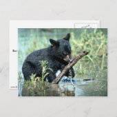 夏の湿地の黒いクマの子房 ポストカード (正面/裏面)