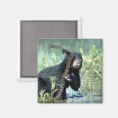 夏の湿地の黒いクマの子房 マグネット (正面/裏面)