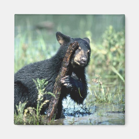 夏の湿地の黒いクマの子房 マグネット (正面)