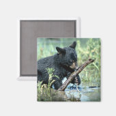 夏の湿地の黒いクマの子房 マグネット (正面/裏面)