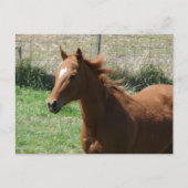 夏の牧場の美しい栗毛の去勢馬 ポストカード (正面)