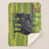 夏の牧草地に黒アンガスカウカワイカフカーフ シェルパブランケット (正面)