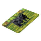 夏の牧草地に黒アンガスカウカワイカフカーフ マグネット (左側)