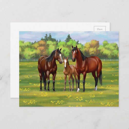 夏の牧草地の茶色のベイクォーターウマ ポストカード (正面/裏面)