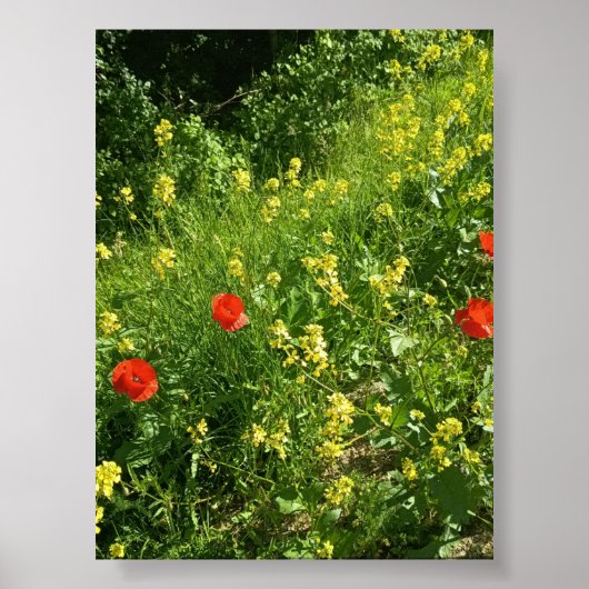 夏の牧草地の赤い野の花 ポスター (正面)