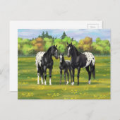 夏の牧草地の黒いアパロオーサの馬 ポストカード (正面/裏面)