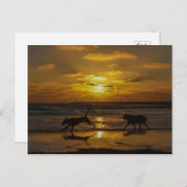 夏の犬日 ポストカード (正面/裏面)